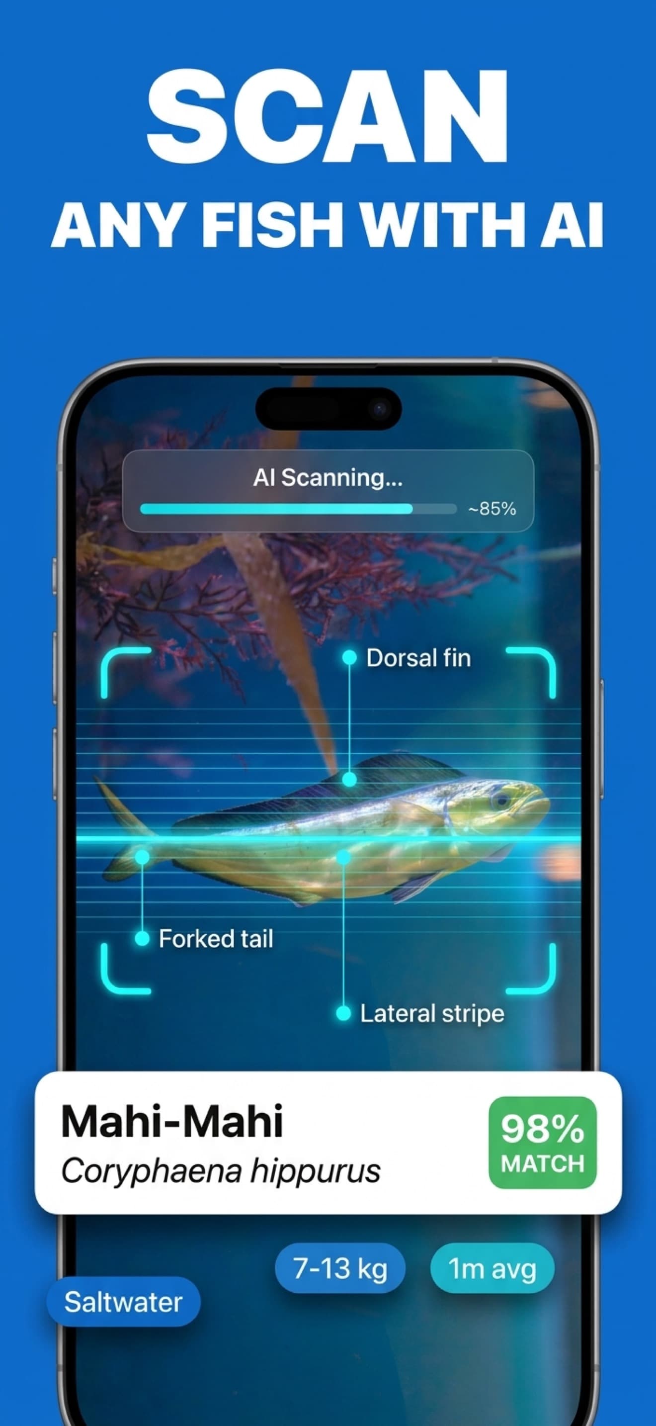 Identify any fish from a photo